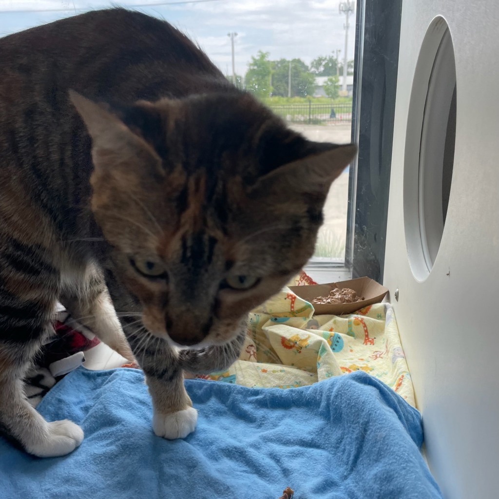 Shelter Stray Female Cat last seen Near Grand Avenue, DES MOINES, IA, 50312, Des Moines, IA 50313