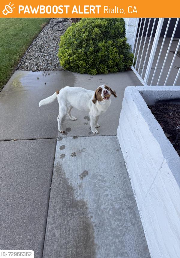 Found/Stray Female Dog last seen Rosalind Ave & Mariposa Dr, Rialto, CA 92376