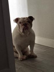 Lost Female Dog last seen Near cr 117, Floresville, TX 78114