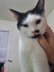Lost Female Cat last seen Westside Lanes, Olympia, WA 98502