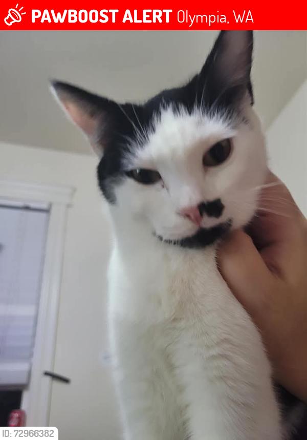 Lost Female Cat last seen Westside Lanes, Olympia, WA 98502