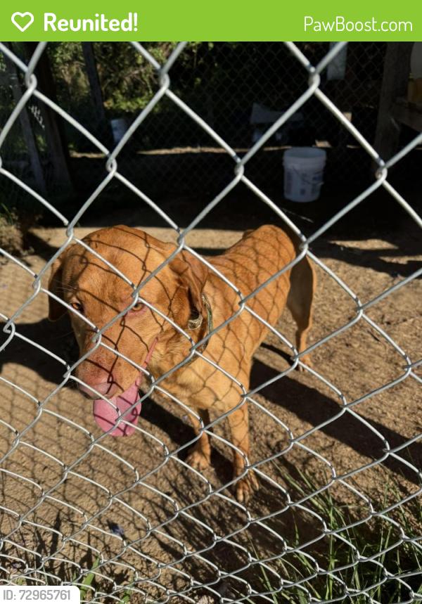 Reunited Male Dog last seen Malpass Corner & Page Rd, Pender County, NC 28425