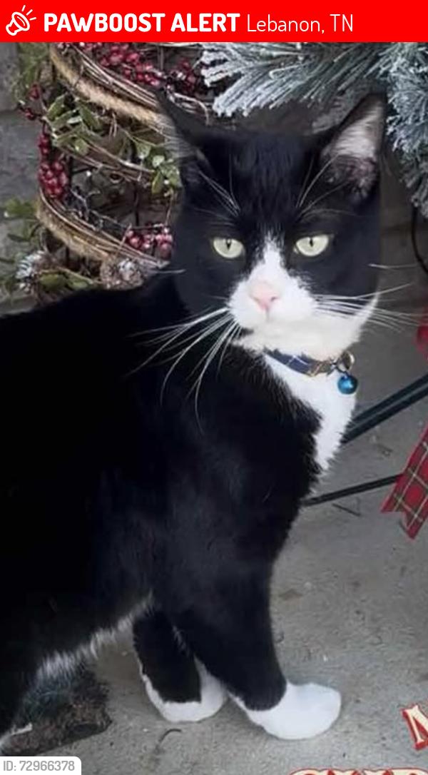 Lost Male Cat last seen Hunters village drive Lebanon tn, Lebanon, TN 37087