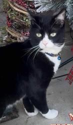Lost Male Cat last seen Hunters village drive Lebanon tn, Lebanon, TN 37087