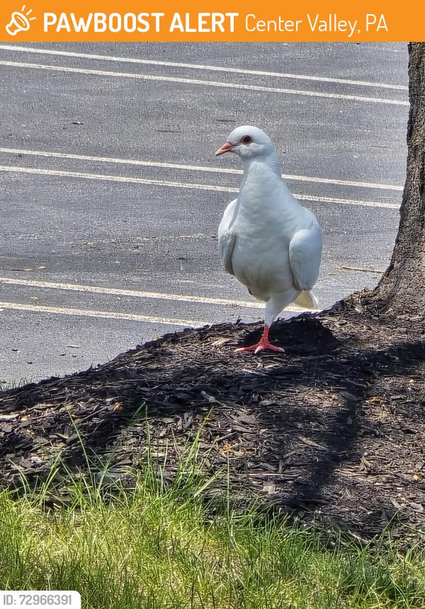 Found/Stray Unknown Bird last seen Amc movie theater parking lot, Center Valley, PA 18015