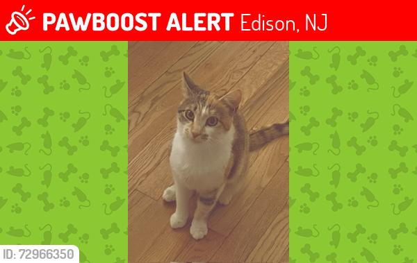 Lost Female Cat last seen Meyer Rd and Ridge Rd., Edison, NJ 08817