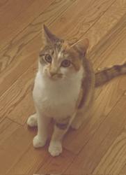 Lost Female Cat last seen Meyer Rd and Ridge Rd., Edison, NJ 08817