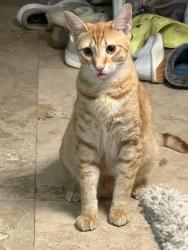 Lost Male Cat last seen 301st Ave n and 69th st, Clearwater, FL 33761