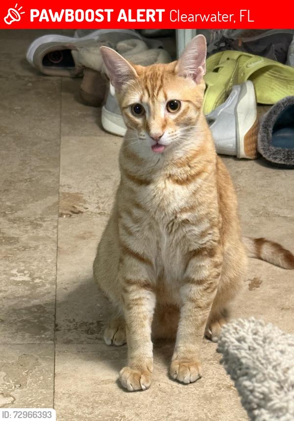 Lost Male Cat last seen 301st Ave n and 69th st, Clearwater, FL 33761