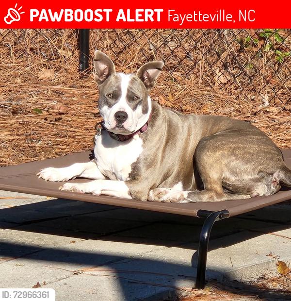 Lost Female Dog last seen Area near Goins Dr off of Owen Dr, Fayetteville, NC 28306