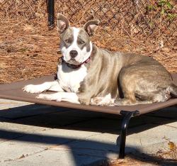 Lost Female Dog last seen Area near Goins Dr off of Owen Dr, Fayetteville, NC 28306