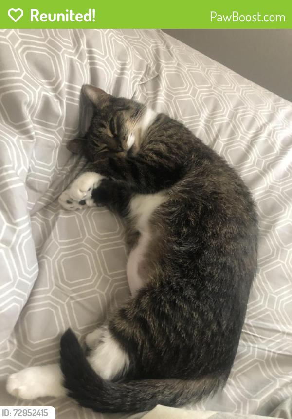 Reunited Female Cat last seen Trellis Ridge Lane apmts, De Pere, WI 54115