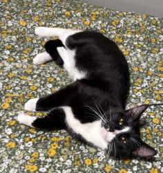 Lost Male Cat last seen By exit 112, Myrtle Creek, OR 97457