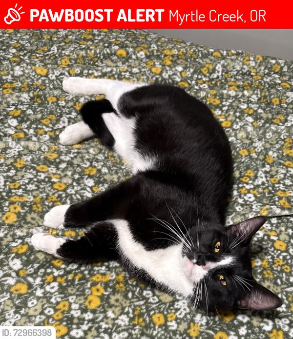 Lost Male Cat last seen By exit 112, Myrtle Creek, OR 97457