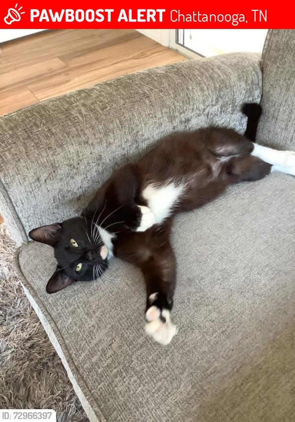 Lost Male Cat last seen Near chatt city way, Chattanooga, TN 37408