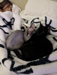 Lost Female Cat last seen Eastern and Harris , Las Vegas, NV 89101