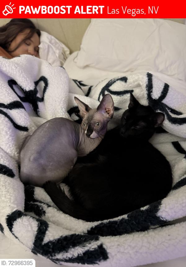 Lost Female Cat last seen Eastern and Harris , Las Vegas, NV 89101
