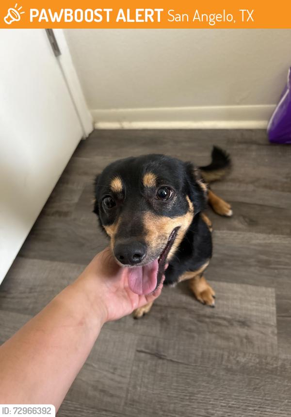 Found/Stray Female Dog last seen Encino park apmts , San Angelo, TX 76904
