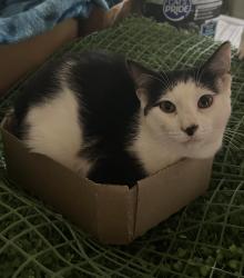 Reunited Male Cat last seen Gratis Park, Monroe, GA 30656