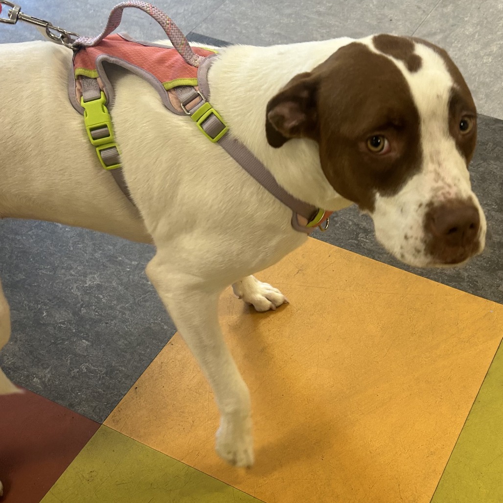 Shelter Stray Female Dog last seen , Philadelphia, PA 19140