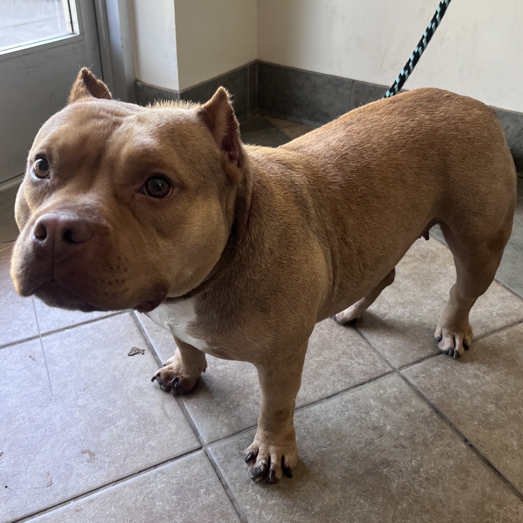 Shelter Stray Female Dog last seen , Red Bank, TN 37415
