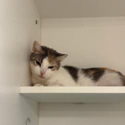 Shelter Stray Female Cat last seen , Philadelphia, PA 19140