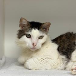 Shelter Stray Male Cat last seen , Philadelphia, PA 19140