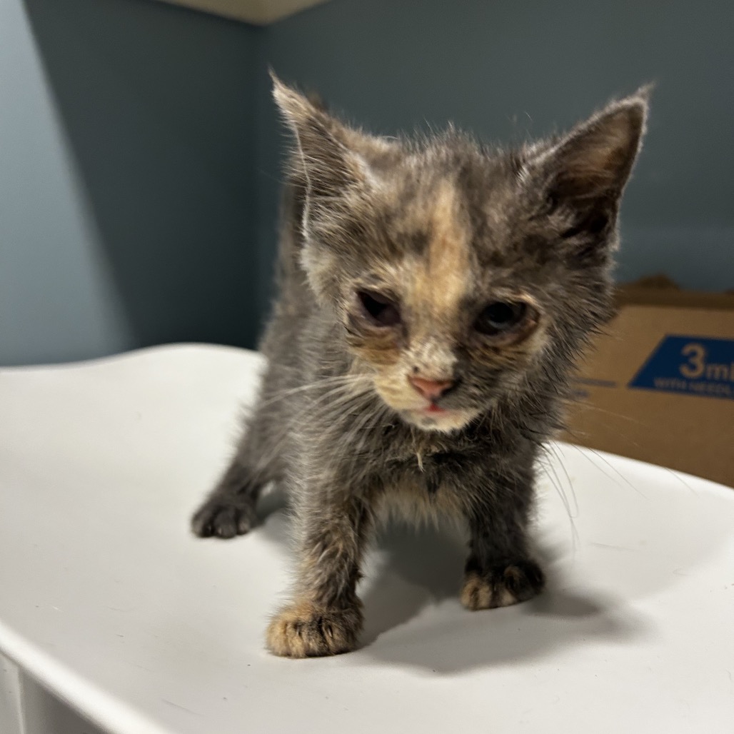 Shelter Stray Female Cat last seen , Red Bank, TN 37415