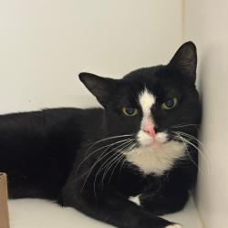 Shelter Stray Male Cat last seen , Philadelphia, PA 19140