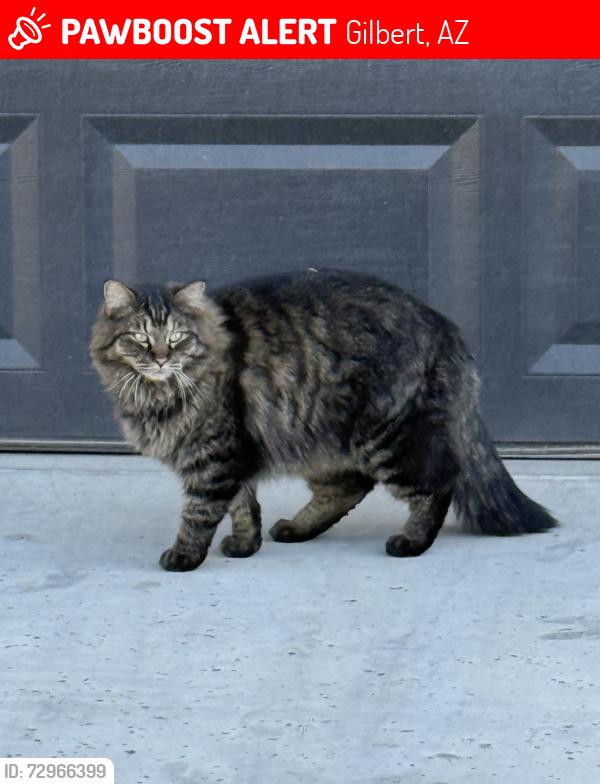 Lost Male Cat last seen E Ocotillo Rd. & S Greenfield Rd., Gilbert, AZ 85298