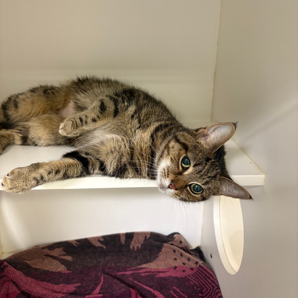 Shelter Stray Female Cat last seen , Animal Care & Control Team of Philly, 111 W Hunting Park Ave, Philadelphia, PA 19140, USA