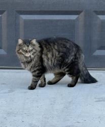 Lost Male Cat last seen E Ocotillo Rd. & S Greenfield Rd., Gilbert, AZ 85298