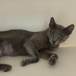 Shelter Stray Female Cat last seen , Philadelphia, PA 19140