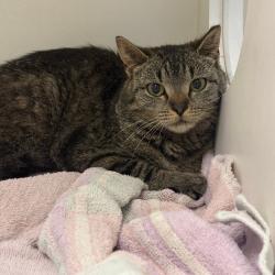 Shelter Stray Female Cat last seen , Philadelphia, PA 19140