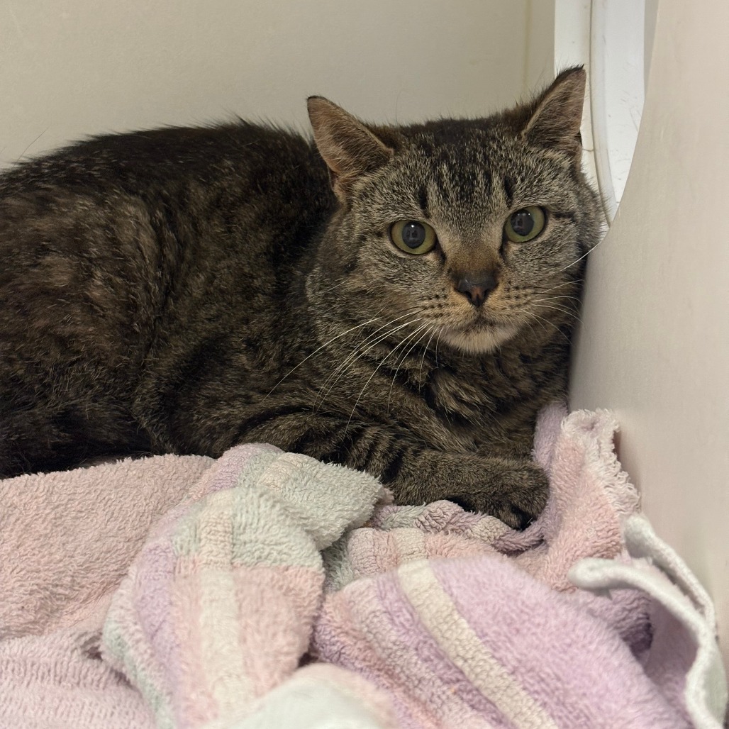 Shelter Stray Female Cat last seen , Animal Care & Control Team of Philly, 111 W Hunting Park Ave, Philadelphia, PA 19140, USA