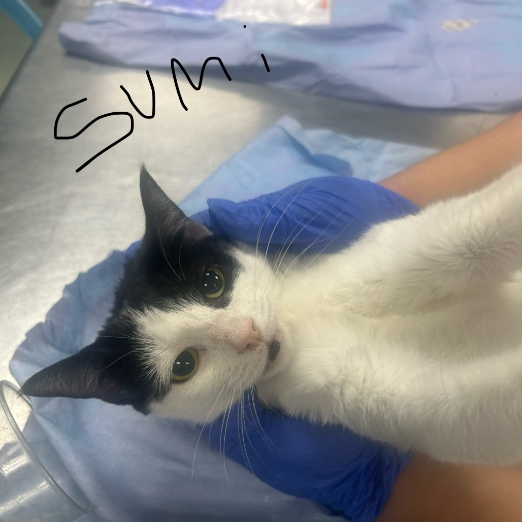 Shelter Stray Female Cat last seen , Philadelphia, PA 19140
