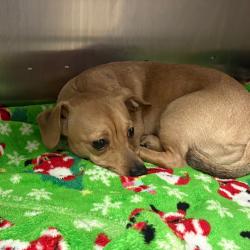 Shelter Stray Male Dog last seen , Philadelphia, PA 19140