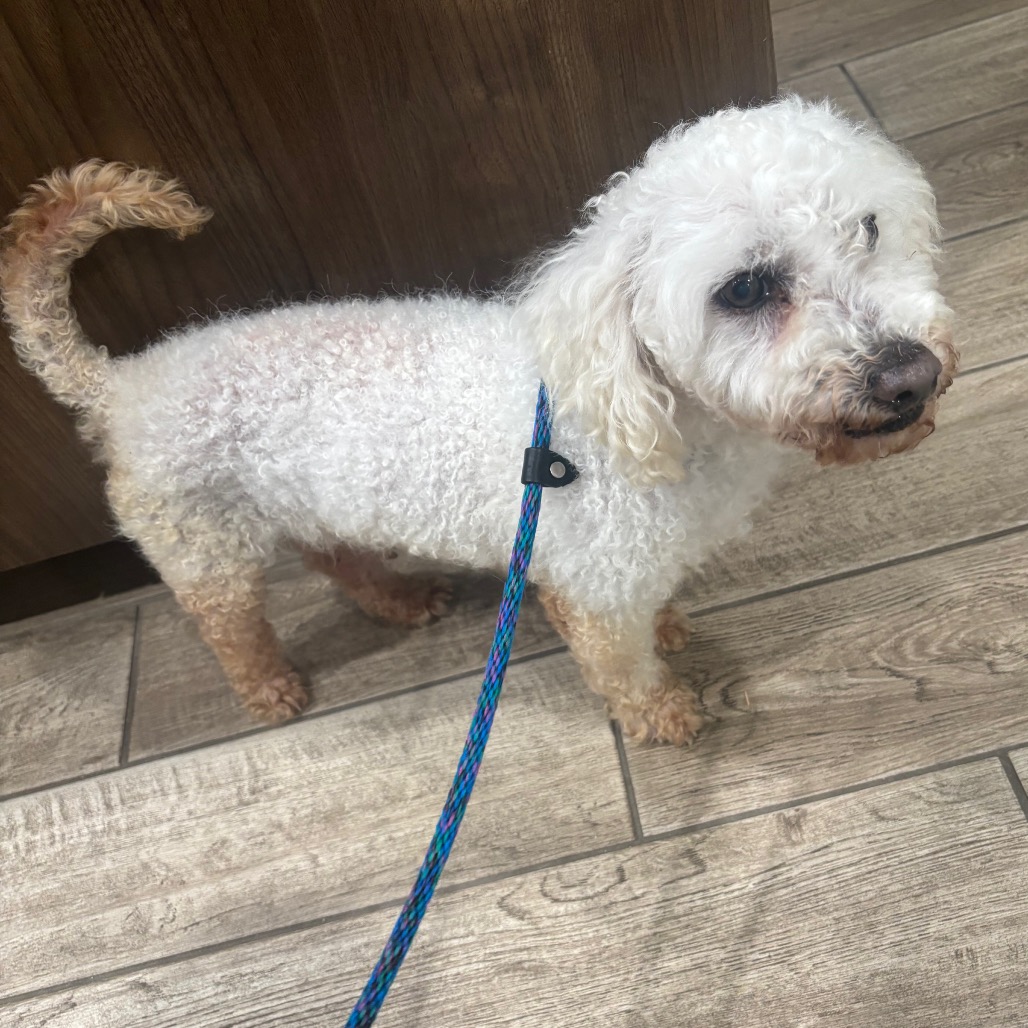 Shelter Stray Male Dog last seen , Oak Park, IL 60304