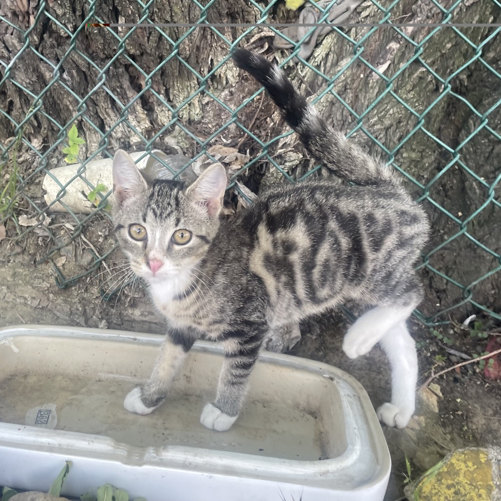 Shelter Stray Unknown Cat last seen , Philadelphia, PA 19140