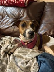 Lost Female Dog last seen Ran into the cemetery “conestoga memorial park”, Lancaster, PA 17603