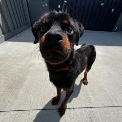 Shelter Stray Male Dog last seen , Matteson, IL 60443