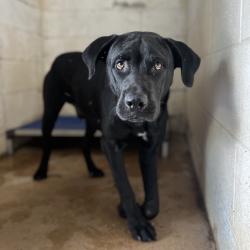 Shelter Stray Male Dog last seen , Edinburg, TX 78539