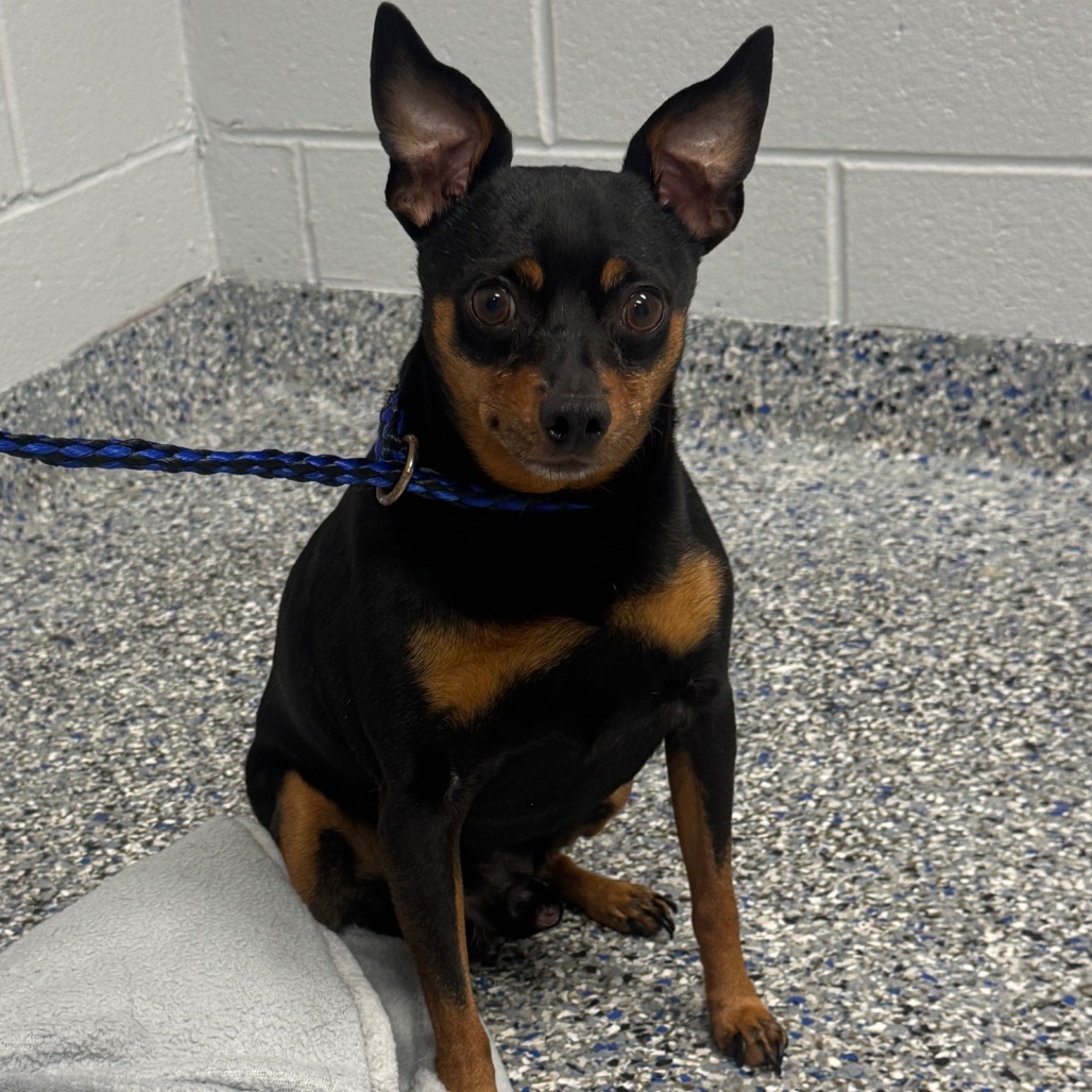 Shelter Stray Male Dog last seen , Greenville, SC 29609