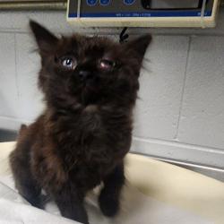 Shelter Stray Female Cat last seen , Greenville, SC 29609