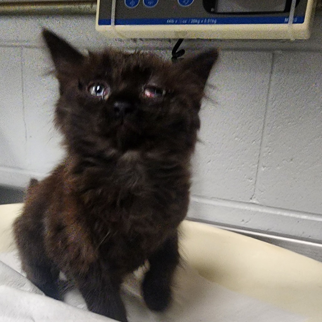 Shelter Stray Female Cat last seen , Greenville, SC 29609