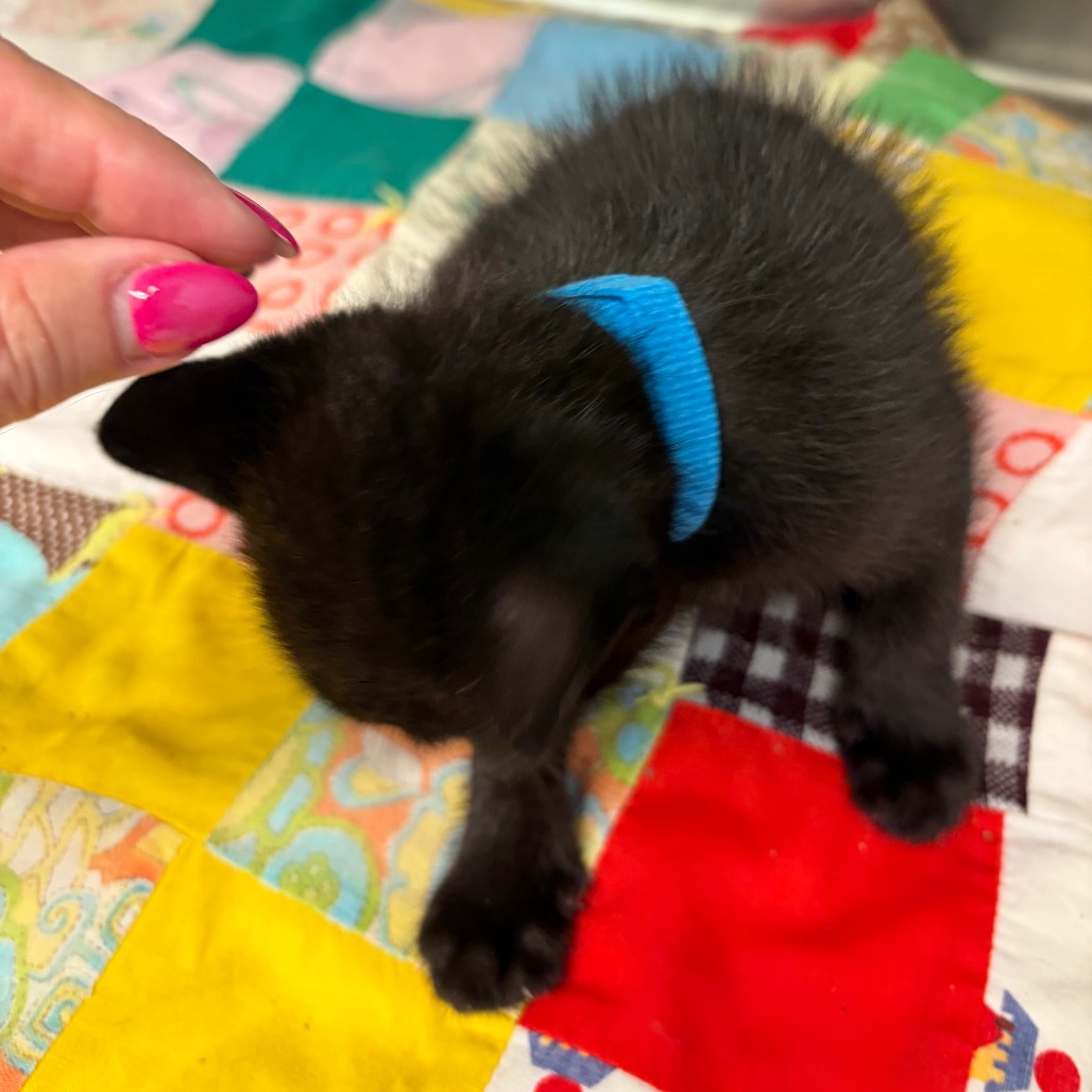 Shelter Stray Unknown Cat last seen , Norman, OK 73072