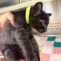 Shelter Stray Unknown Cat last seen , Norman, OK 73072