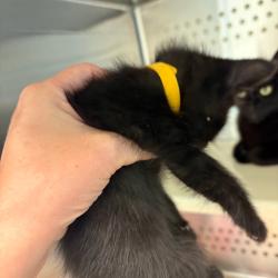 Shelter Stray Unknown Cat last seen , Norman, OK 73072