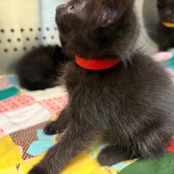 Shelter Stray Unknown Cat last seen , Norman, OK 73072