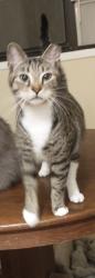 Lost Female Cat last seen NE 10th Dr, near NE 9th St and 23rd Ave, Gainesville, FL 32609